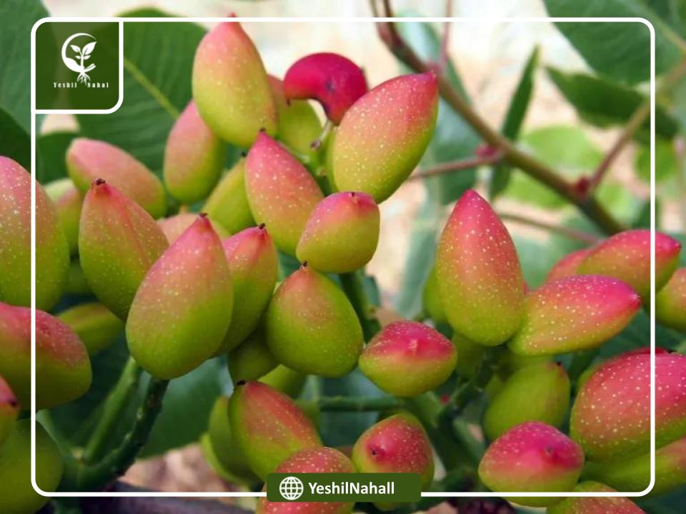 بهترین خاک مناسب کاشت نهال پسته 